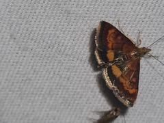 Pyrausta californicalis