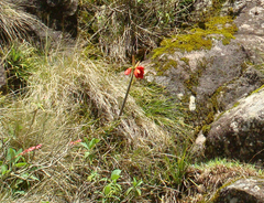 Hippeastrum morelianum