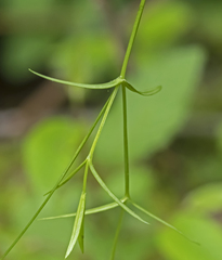 Stellaria longifolia