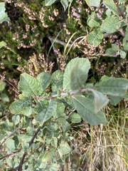 Salix repens