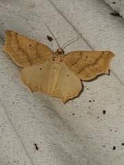 Tetracis jubararia