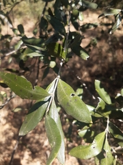 Olea europaea cuspidata