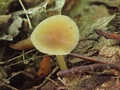 Gliophorus