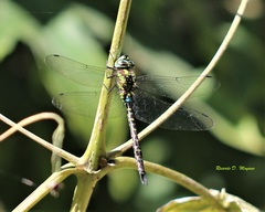 Rhionaeschna planaltica