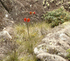 Hippeastrum morelianum