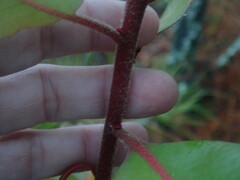 Arbutus