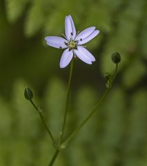 Stellaria longifolia