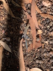 Aspidoscelis hyperythrus