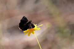 Erynnis zarucco
