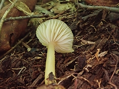 Gliophorus