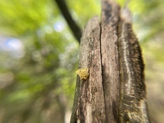 Tremella