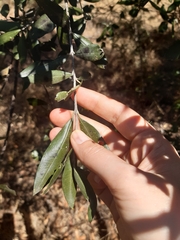 Olea europaea cuspidata