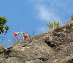 Hippeastrum morelianum