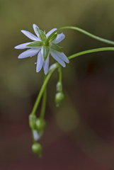 Stellaria longifolia