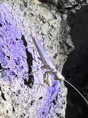 Litaneutria ocularis