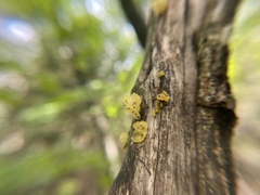 Tremella