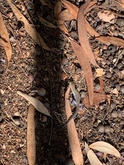 Aspidoscelis hyperythrus