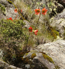 Hippeastrum morelianum