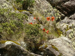 Hippeastrum morelianum