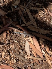 Aspidoscelis hyperythrus