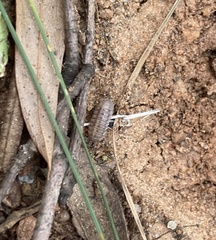 Armadillidium nasatum