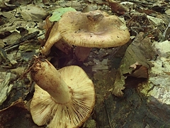 Russula fragrantissima