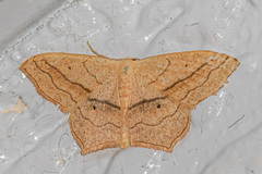 Scopula imitaria