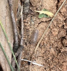 Armadillidium nasatum