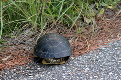 Deirochelys reticularia