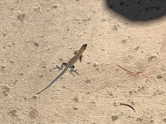 Aspidoscelis hyperythrus