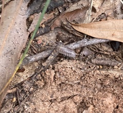 Armadillidium nasatum