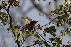 Chalcomitra senegalensis gutturalis