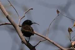 Chalcomitra senegalensis gutturalis