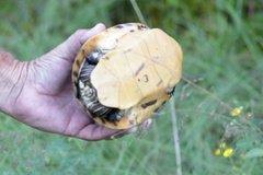 Deirochelys reticularia