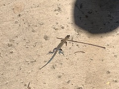 Aspidoscelis hyperythrus