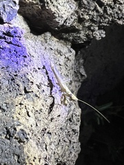 Litaneutria ocularis