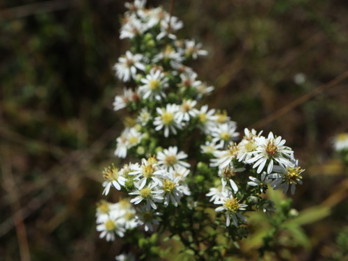 Symphyotrichum ericoides var. ericoides