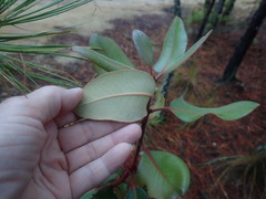 Arbutus
