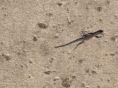 Aspidoscelis hyperythrus