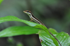 Anolis krugi