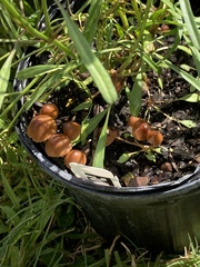 Marasmius vagus