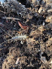 Thereuonema tuberculata