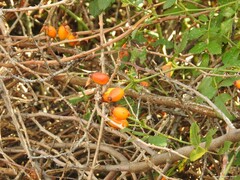 Rosa squarrosa