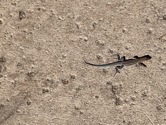 Aspidoscelis hyperythrus