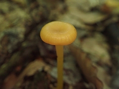 Gloioxanthomyces nitidus