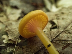 Gloioxanthomyces nitidus