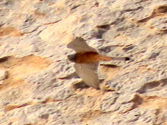 Falco rupicolus