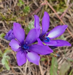 Babiana angustifolia