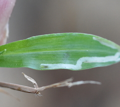 Liriomyza marginalis