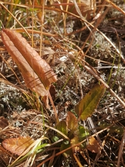 Dracocephalum grandiflorum